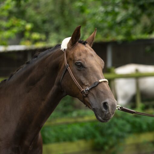 Lami-Cell Lunging & Training Halter with Wool and Rawhide 10 401000 7 scaled 1