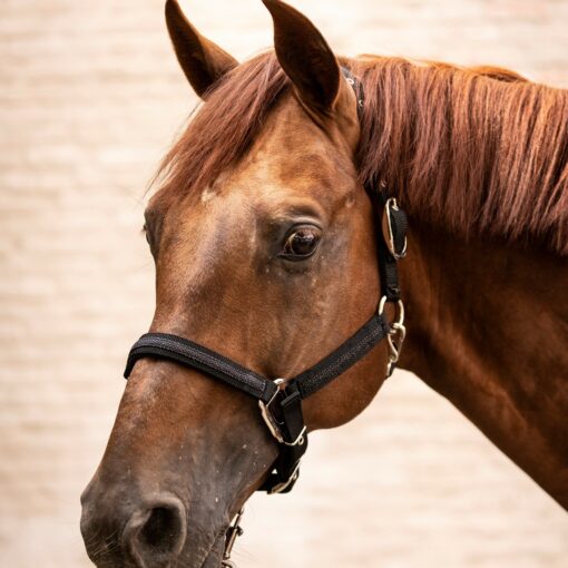 Lami-Cell Halter Galaxy 8 401213 0101 scaled 1