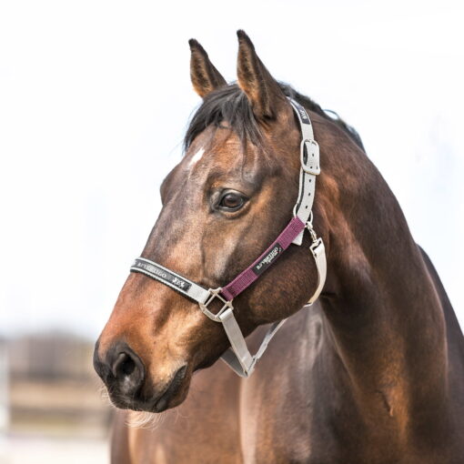 B Vertigo James Halter 1