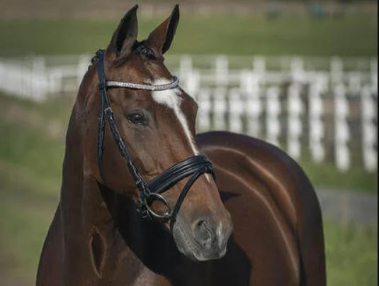 Browbands