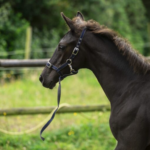 Lami Cell Foal Halter 3