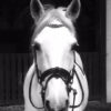 PFIFF Platin English Bridle Morley 1 Pfiff_Morley_Bridle