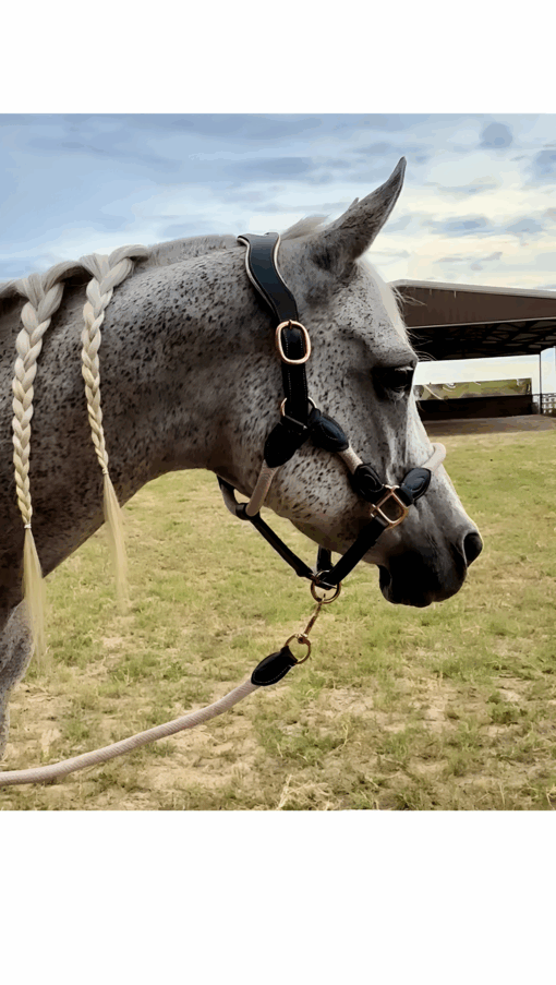 Ritzy EQ Warrior Halter 21 Ritzy EQ Warrior Halter Rose Gold