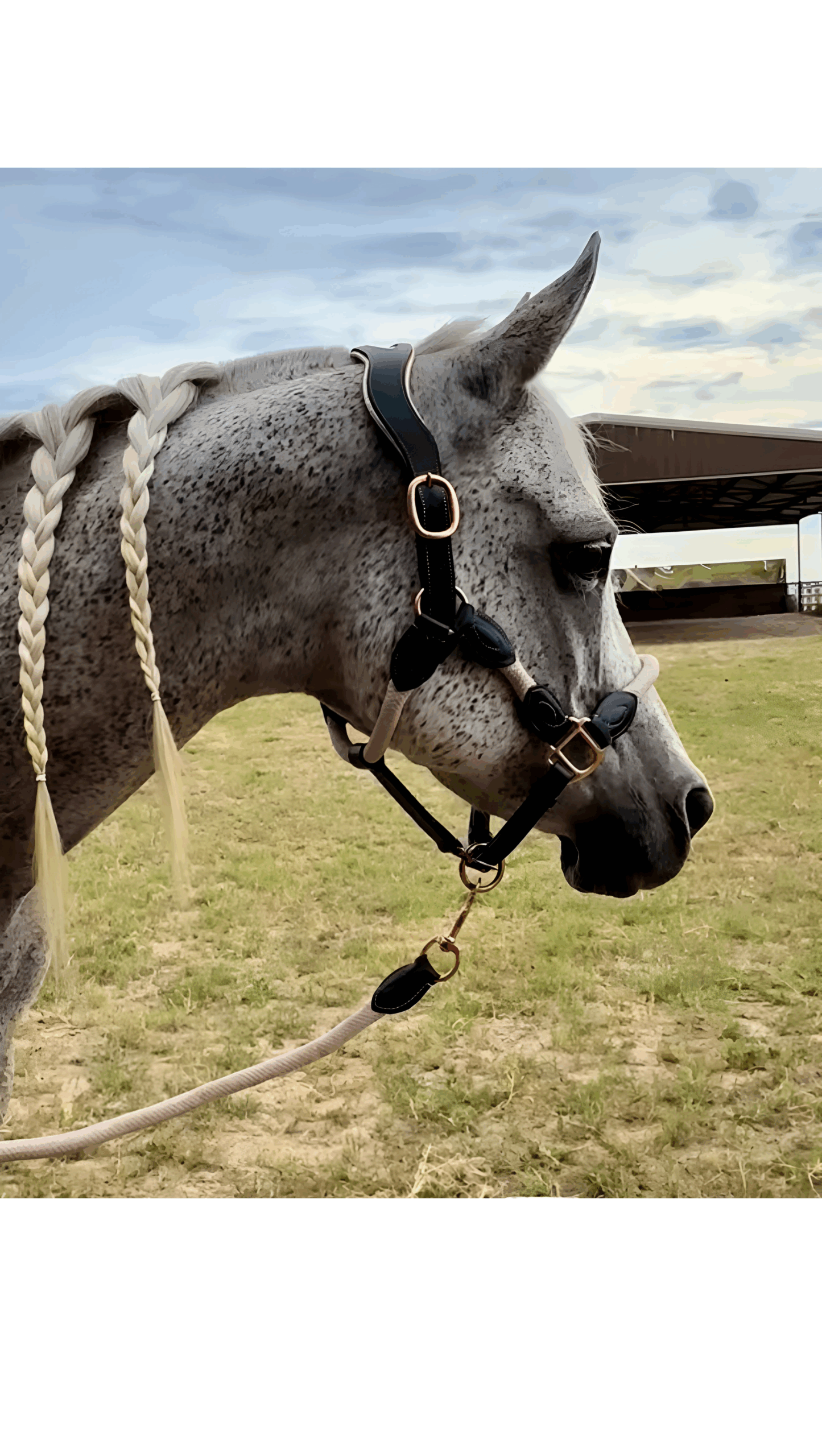 Ritzy EQ Warrior Halter 5 Ritzy EQ Warrior Halter - Image 3