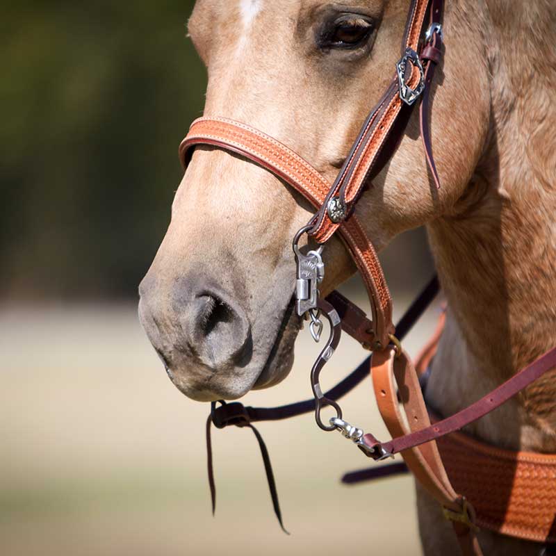 1-1/4” Leather Spider Stamp Noseband 4 Cowboy Tack 1-1/4” Golden Leather Spider Stamp Noseband